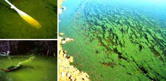 Cyanobacteria