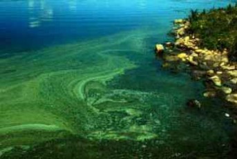 Cyanobacteria2