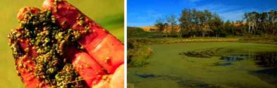 Duckweed
